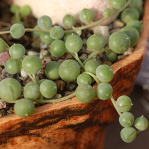 Senecio rowleyanus