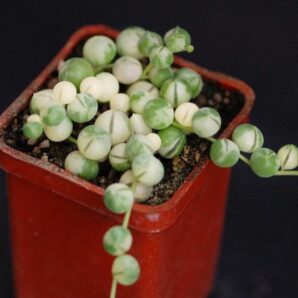 Senecio rowleyanus var.
