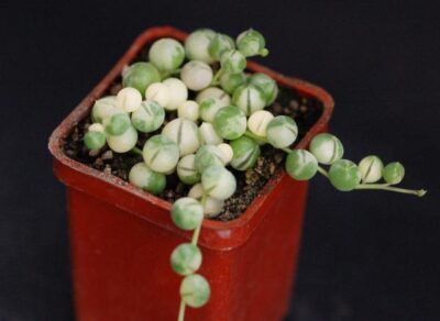Senecio rowleyanus var.