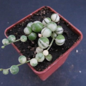 Senecio rowleyanus var.