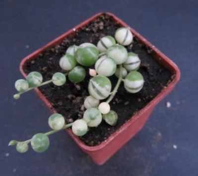 Senecio rowleyanus var.