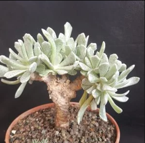 Senecio scaposus addoensis cristata