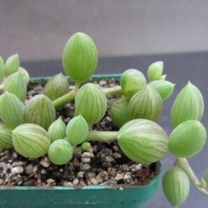 Senecio herreianus