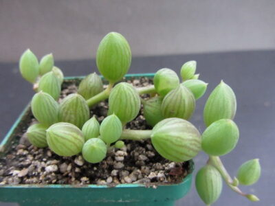 Senecio herreianus