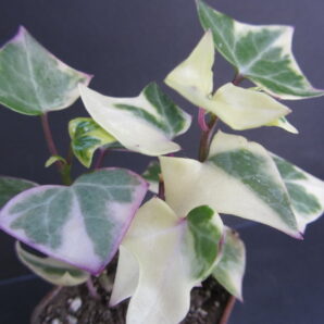 Senecio macroglossus variegata