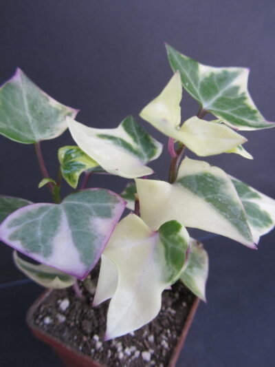 Senecio macroglossus variegata