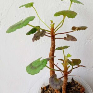 Pelargonium Dresden Pink