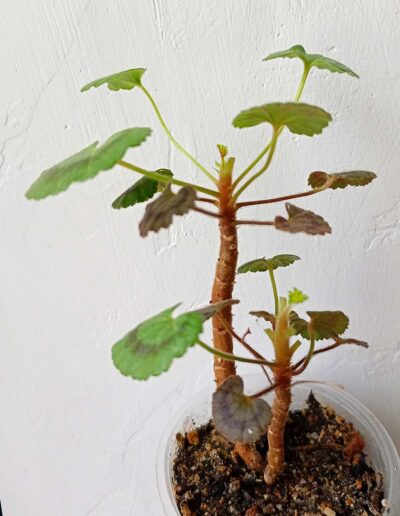 Pelargonium Dresden Pink