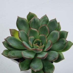 Echeveria agavoides