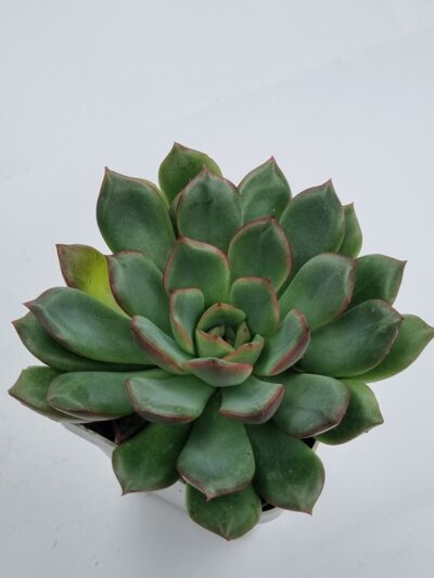 Echeveria agavoides