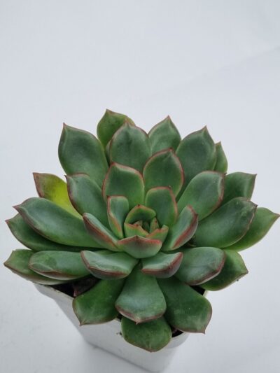Echeveria agavoides - Зображення 2