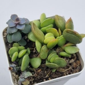 Adromischus schuldtianus Juttae | 4