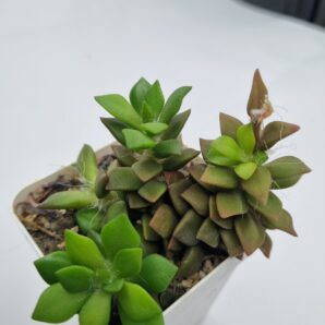 Anacampseros rufescens | 9