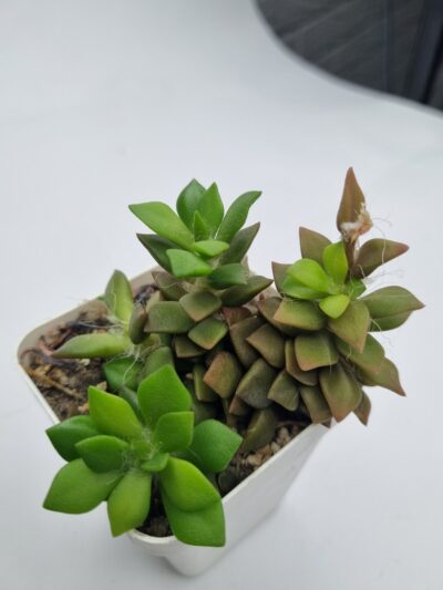 Anacampseros rufescens