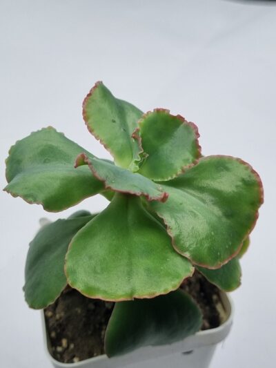 Echeveria Dick's Pink - Зображення 2