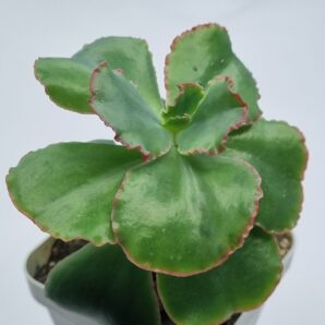 Echeveria Dick's Pink
