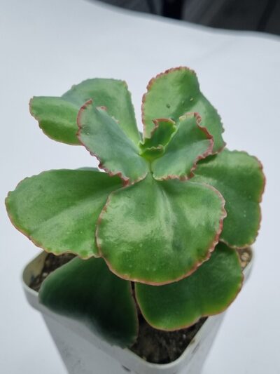 Echeveria Dick's Pink
