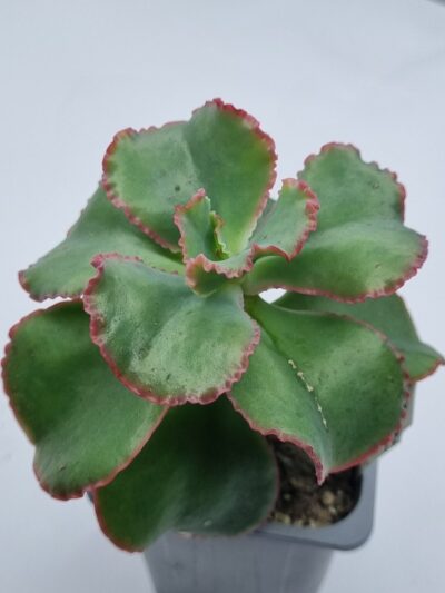 Echeveria Dick's Pink - Зображення 3