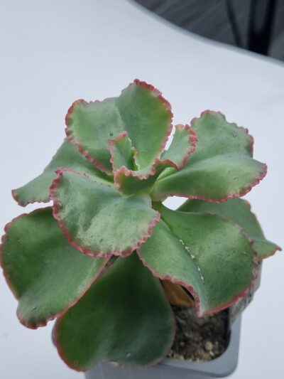 Echeveria Dick's Pink - Зображення 2