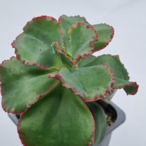 Echeveria Dick's Pink