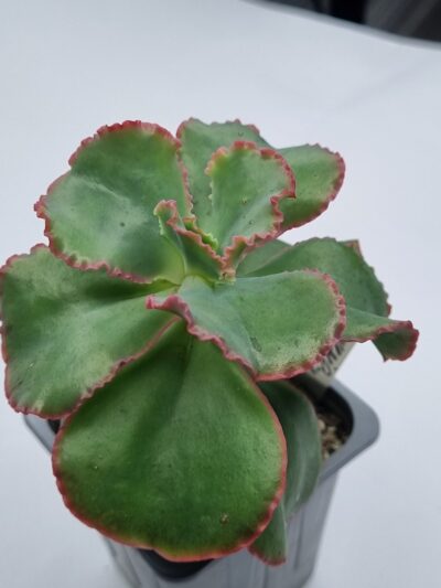 Echeveria Dick's Pink