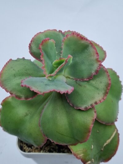 Echeveria Dick's Pink - Зображення 2