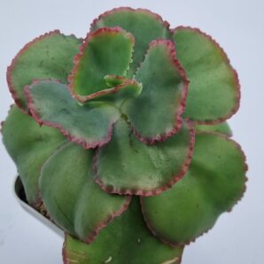 Echeveria Dick's Pink