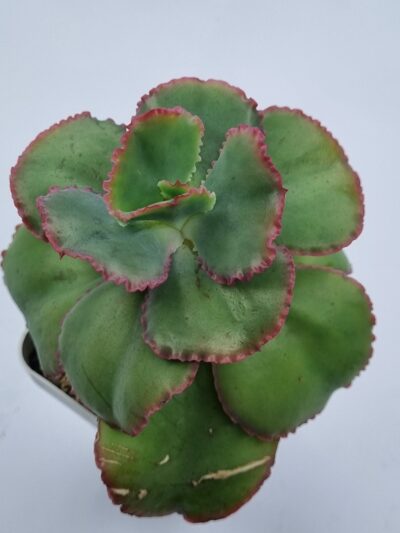 Echeveria Dick's Pink