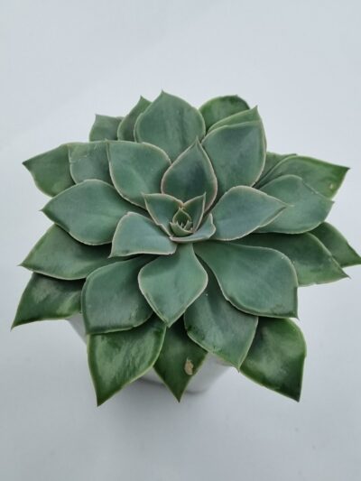 Echeveria Schaviana Strictiflora - Зображення 3