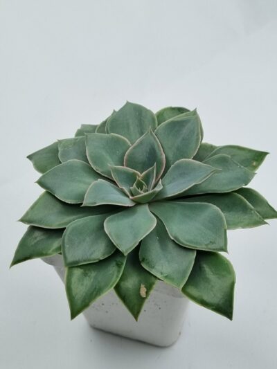 Echeveria Schaviana Strictiflora - Зображення 2