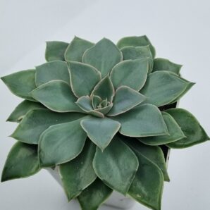 Echeveria Schaviana Strictiflora