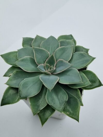 Echeveria Schaviana Strictiflora