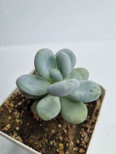 Pachyphytum Brachetii - Зображення 2