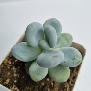 Pachyphytum Brachetii