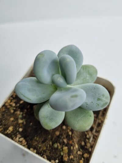 Pachyphytum Brachetii