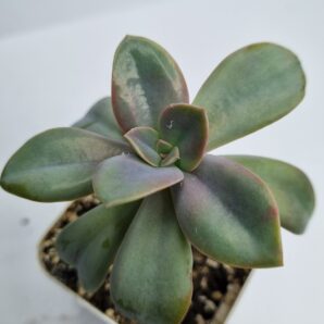 Echeveria