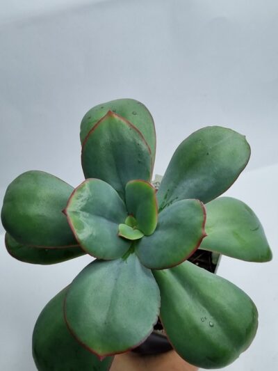 Echeveria Julia 15 см - Зображення 4
