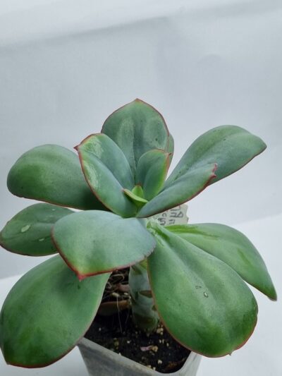 Echeveria Julia 15 см - Зображення 3