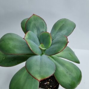 Echeveria Julia 15 см
