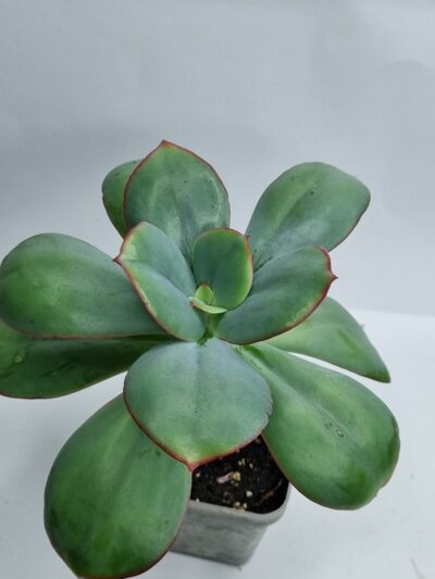 Echeveria Julia 15 см
