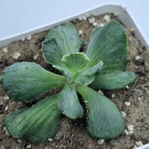 Echeveria Tiara Gold