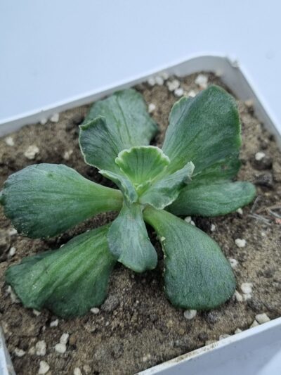 Echeveria Tiara Gold