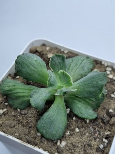 Echeveria Tiara Gold - Зображення 2