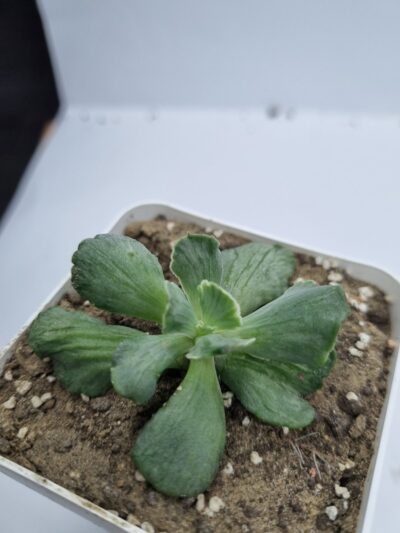 Echeveria Tiara Gold - Зображення 3
