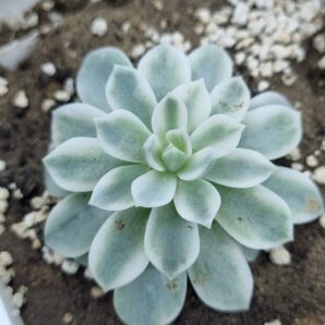 Echeveria Royal Chrysanthemum variegata
