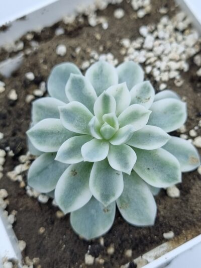 Echeveria Royal Chrysanthemum variegata