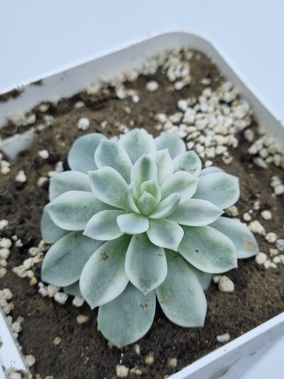 Echeveria Royal Chrysanthemum variegata - Зображення 2