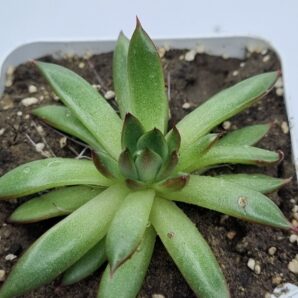 Echeveria agavoides