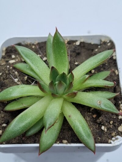 Echeveria agavoides