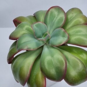Echeveria Undulata D-12 см